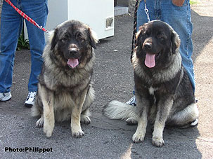 Furko 10 months