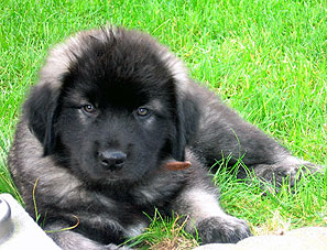 Furko 2 months