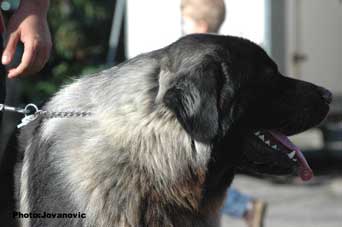 Furko 14 months