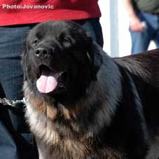 Furko 14 months