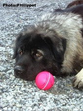 Furko 16 months
