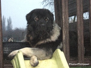 Furko 17 months