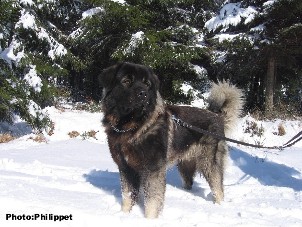 Furko 19 months