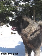 Furko 19 months