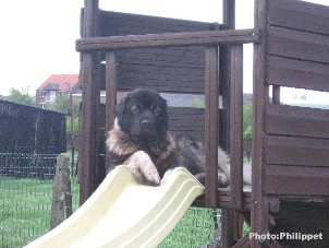 Furko 23 months