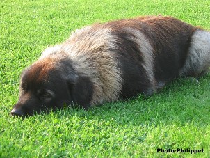 Furko 2 years