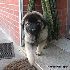 Fury 3 months