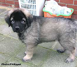 Fury 2,5 months