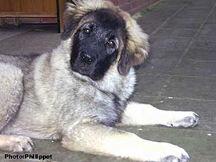 Fury 5 months