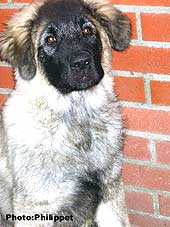 Fury  5 months