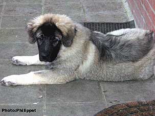 Fury 5 months