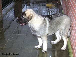 Fury  5 months