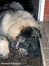 Fury 5 months