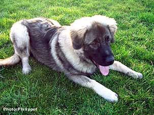 Fury  5,5 months