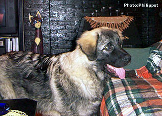 Fury  6 months