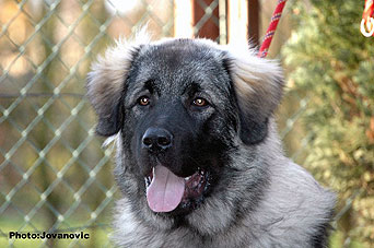Fury  6,5 months