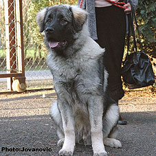 Fury  6,5 months