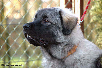 Fury  6,5 months