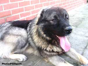 Fury  13 months