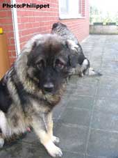 Fury  13 months