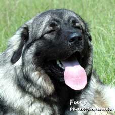 Fury  10 months