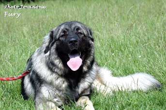 Fury  10 months