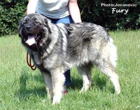 Fury  10 months