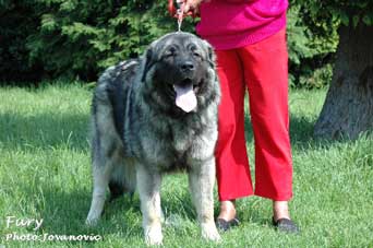 Fury  10 months