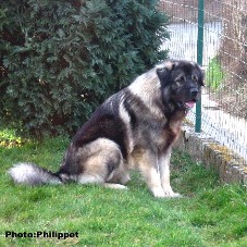 Fury 19 months