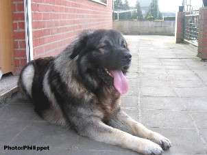 Fury 19 months