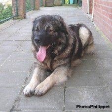 Fury  19 months