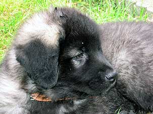 Fury 2 months