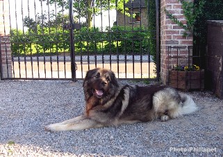 Fury  23 months