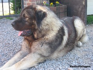 Fury  23 months