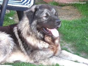 Fury  23 months