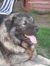 Fury  23 months
