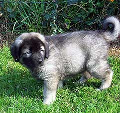 Fury 2 months