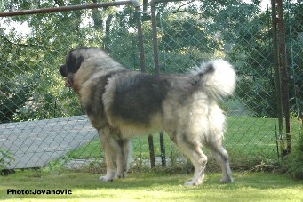 Fury 27 months
