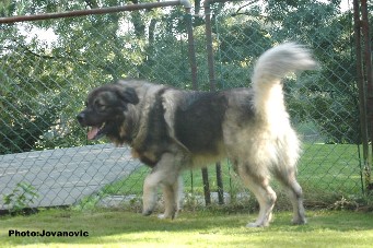 Fury 27 months