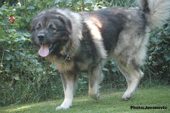 Fury 27 months