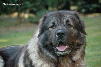 Fury 27 months