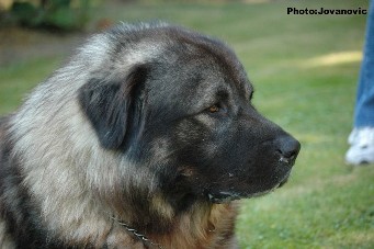 Fury 27 months