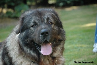 Fury 27 months