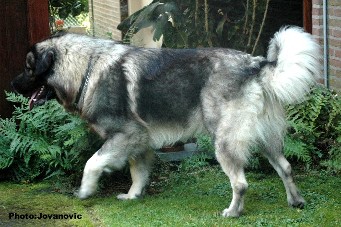 Fury 27 months