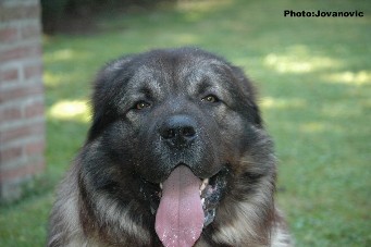 Fury 27 months