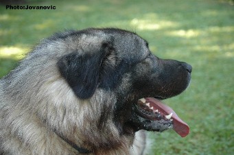 Fury 27 months