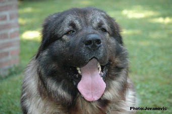Fury 27 months