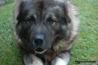 Fury 27 months