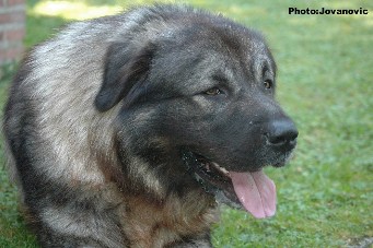Fury 27 months