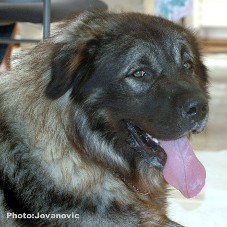 Fury 27 months